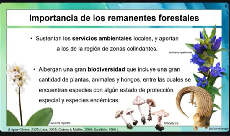 CICB-UATx fortalece investigación para la conservación de ecosistemas forestales en Ixtacuixtla y Españita